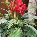 Plant (Silk)