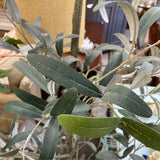 Tree (Floor Size)