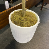 Tree (Floor Size)