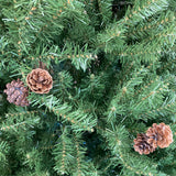 christmas tree (fullsize)