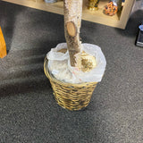 Plant (Silk)