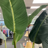 Plant (Silk)