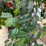 Tree (Floor Size)