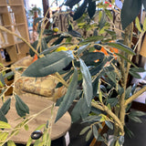 Tree (Floor Size)